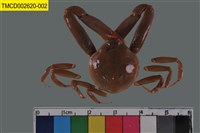 藏品(長螯拳蟹)的圖片